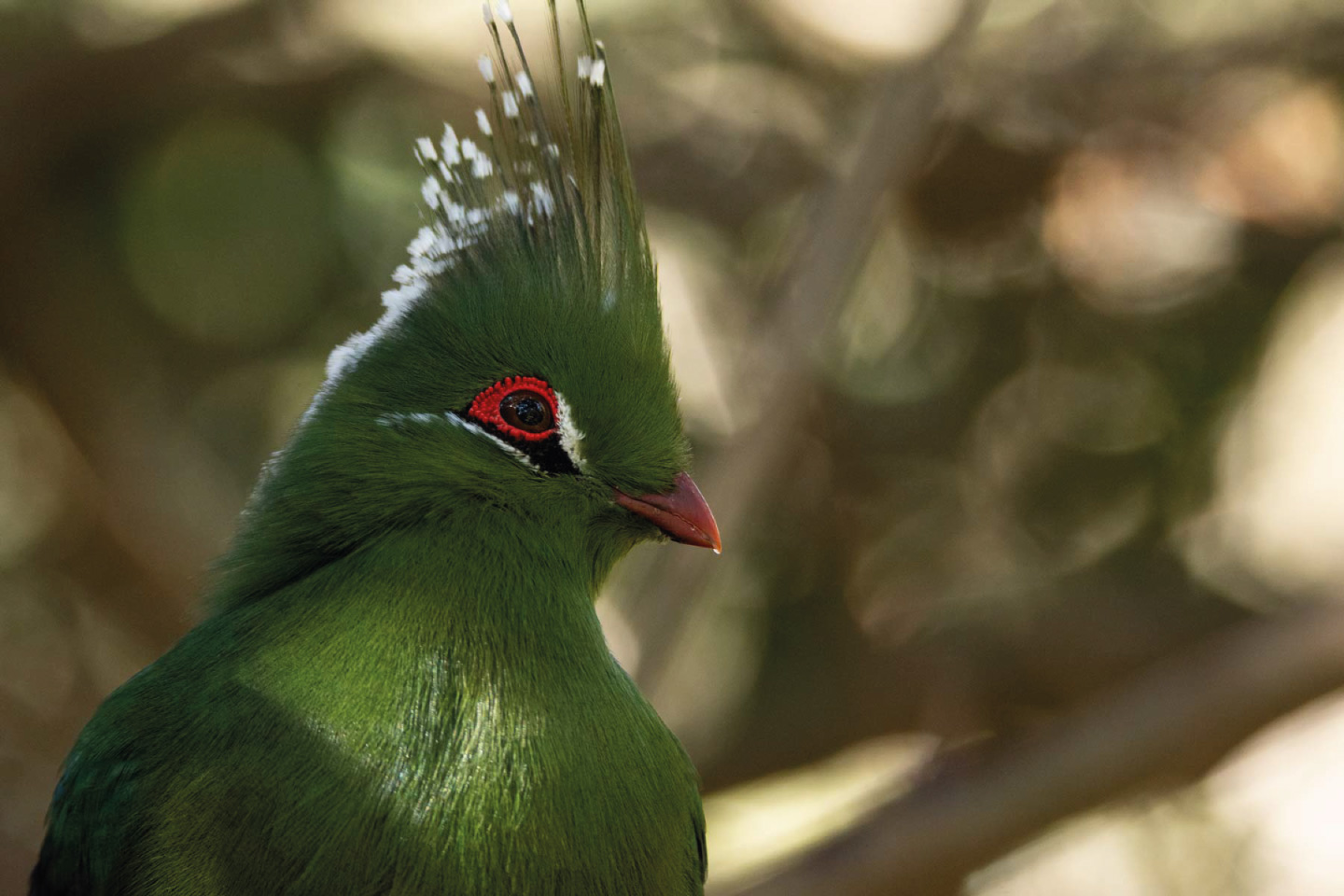 Fotografía de Aves Parque Tricao, Rocas de Santo Domingo