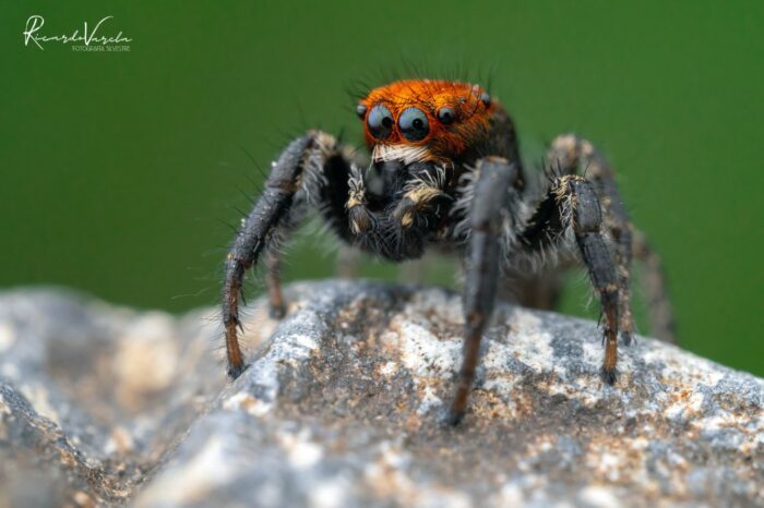 Macrofotografía, Parque Nacional Río Clarillo