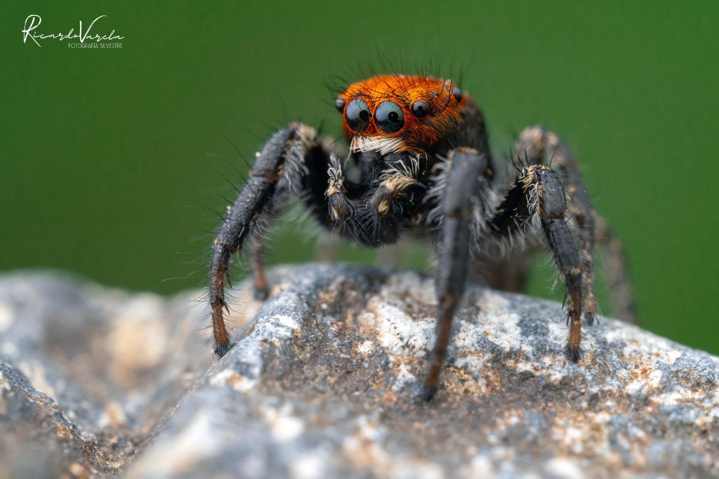 Macrofotografía, Parque Nacional Río Clarillo